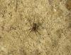 Pardosa sp.